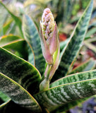 Sansevieria ‘Sengkuni’ | Flower