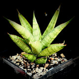 Sansevieria Hybrid Pagoda Indonesia | 2 Sizes Available