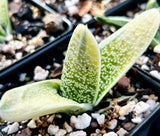 Gasteria Little Warty Variegated 2.5” Pot | Ox Tongue Succulent