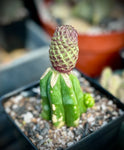 Sulcorebutia rauschii Grafted on San Pedro