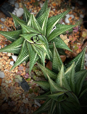 Haworthia limifolia Variegated Specimens | Stock Production Plants