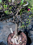 Bursera microphylla A