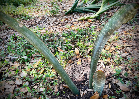 Sansevieria bhitalae ES 20849 'Dragon Blue' | Exact Stock Plant