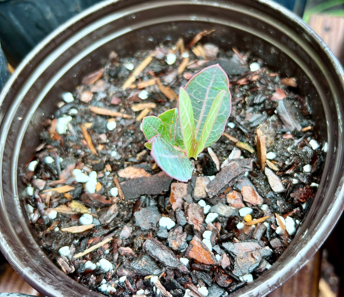 Sandhill Milkweed 