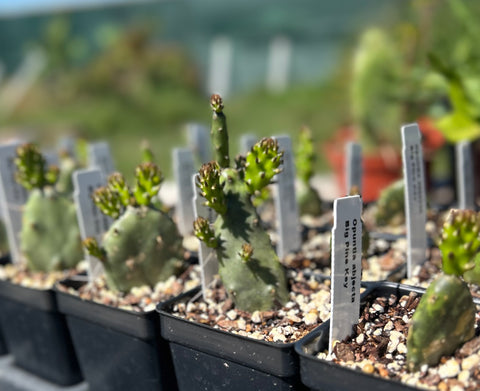 Opuntia abjecta | Key West Prickly Pear | Big Pine Key Florida Native Cactus