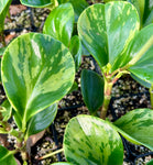 Peperomia obtusifolia Variegated| Baby Rubber Plant Florida Native succulent/ epiphyte