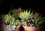 Haworthia attenuata | Large Clumps 6” Pots