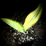Sansevieria metallica YELLOW variegated Rare Dracaena