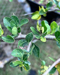 Commiphora kua hybrid