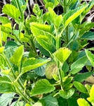 Scutelleria integrifolia | Rough Skullcap, Helmet Skullcap | Florida Native Wildflower