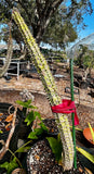 Euphorbia viguieri Specimen Size Madagascar Succulent Shrub Large