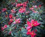 Euphorbia punicea | Jamaican Pointsettia Tree | Rare Tropical Spurge