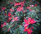 Euphorbia punicea | Jamaican Pointsettia Tree | Rare Tropical Spurge