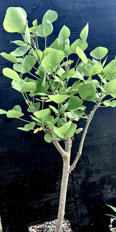  Erythrina flabelliformis | Coral Bean Tree | Large Plants 1 gallon