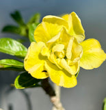 Adenium obesum ‘Double Yellow ’ | Grafted Desert Rose | Double Flower