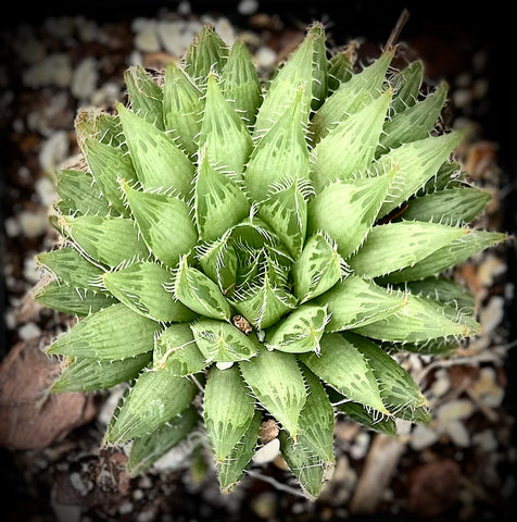 Haworthia bolusii var. blackbeardiana | Large Plants