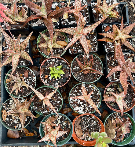 Tray Of Plants | Misc Aloe Hybrids Plus a Crassula and Haworthia | 19 Plants!