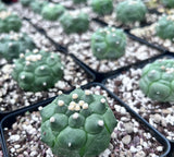 Astrophytum asterias 'Kikko' Form | Japanese Cultivar