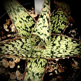 Aloe hybrid 'Cream Soda' 4" and 6", Rare aloe hybrid