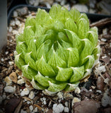 Haworthia cooperi var. picturata | Exact Plant