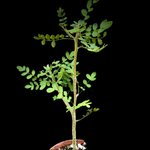 Bursera cf aptera | Rare New World Frankincense Tree | Rooted Cuttings Pre Bonsai