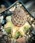 Sulcorebutia rauschii Grafted on San Pedro