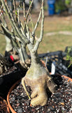 Adenium obesum Bonsai Specimen 2 Big Pink Flowers 16" bowls