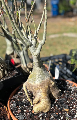 Adenium obesum Bonsai Specimen 2 Big Pink Flowers 16" bowls