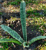 Sansevieria scimitarformis Blue Form | Stock Breeder Specimen