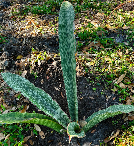 Sansevieria scimitarformis Blue Form | Stock Breeder Specimen