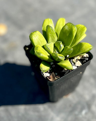 Haworthia cv Miho Reverted Obtusa Hybrid