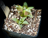 Haworthia retusa ex Riversdale Townsend | Exact Plant 5” pot