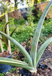 Sansevieria ehrenbergii Blue Banana | Specimen Breeder Plant 1