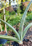 Sansevieria ehrenbergii Blue Banana | Specimen Breeder Plant 1