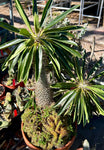 Pachypodium lamerei Crested Madagascar Palm