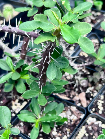 Euphorbia delphinensis | Madagascar spiny forest | Crown of thorns