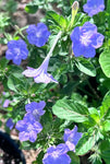 Carolina Wildpetunia | Ruellia caroliniensis | Florida Native Wildflower