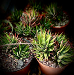 Haworthia attenuata | Large Clumps 6” Pots