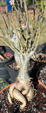 Adenium obesum Bonsai Specimens Big Pink Flowers 16" bowls