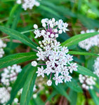 Asclepias perennis Butterfly Milkweed  Florida Native Wetland- Swamp Milkweed