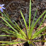 Blue Eyed Grass | Sisyrinchium angustifolium | Florida Native Wildflower