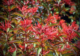 Firebush Compact Form | Hamelia patens cv ‘Calusa’