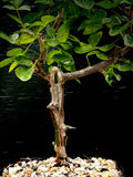 Commiphora neglecta Myrrha Tree 1 gallon Bonsai Specimen