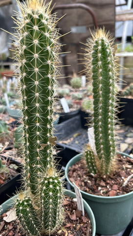 Pilosocereus polygonus | Deerings Tree Cactus | LARGE