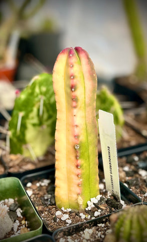 Echinocereus scheeri gentryi cv Honk Hong | VARIEGATED