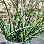 Sansevieria Fernwood 6"/1 gallon Huge Offsets Easy Snake Plant Cultivar (Dracaena)