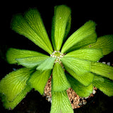 Euphorbia venefica  Rooted Arm Cuttings -Thick Shrub Euphorbia