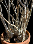 Pachypodium baronii windsori Specimen HUGE | RARE