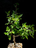 Commiphora neglecta Myrrha Tree 1 gallon Bonsai Specimen