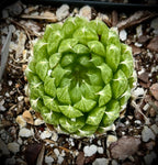 Haworthia cooperi var. picturata | Exact Plant